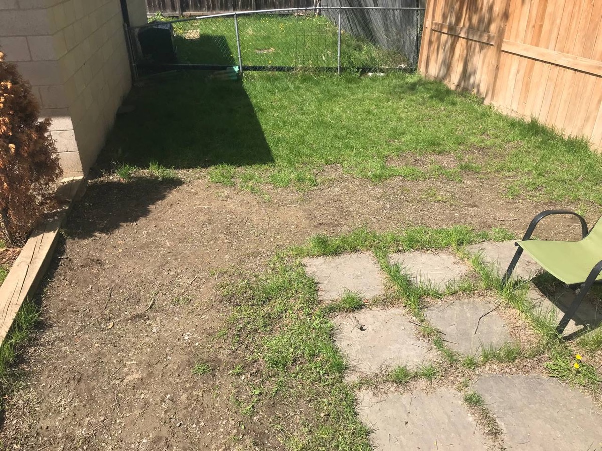 Backyard before — patchy dirt lawn