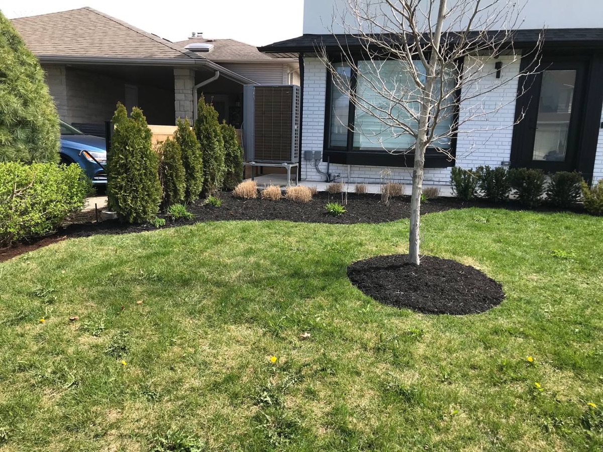 Front yard with fresh mulch beds and cedars