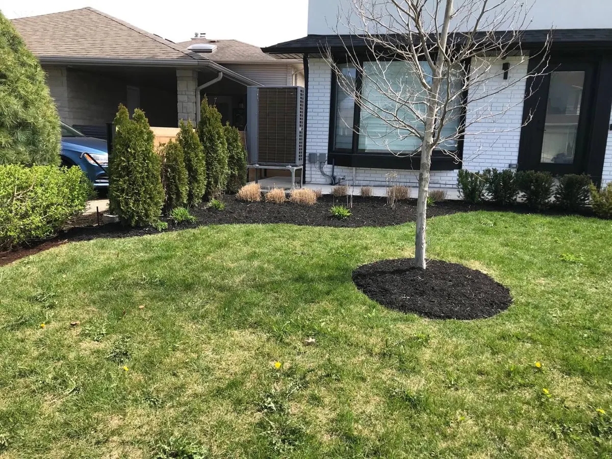 Front yard with fresh mulch beds and cedars
