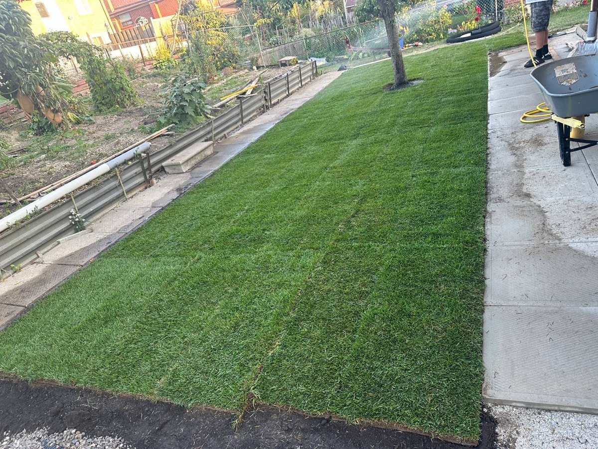 New sod lawn along a concrete walkway